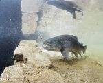 Trout in shallows