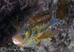 Corkwing wrasse