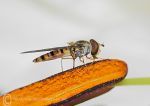 Hoverfly on lily anther 4