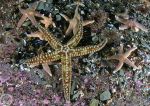 Spiny & Common Starfish