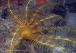 feather star