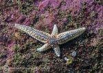 Common starfish