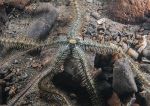 Common brittlestar