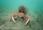 Spiny spider crabs