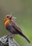 Robin - feeding young