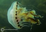 Compass jellyfish