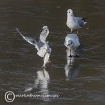 Black-headed gulls