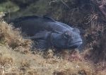 Black goby