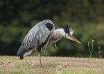 Preening Heron 2