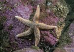 Common starfish