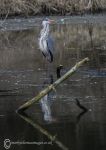 Grey heron 