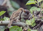 Sparrows - feeding