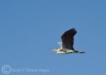 Grey heron