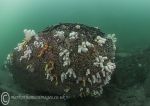 Dead Men's Fingers - Farnes