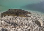 Brown trout - Capernwray 3
