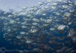 Steel Pompano