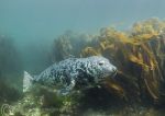 Grey seal pup