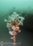 Plumose anemones - the trawler,SDW