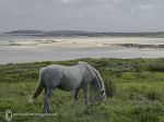 Omey Strand - low water