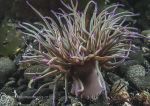 Snakelocks anemone