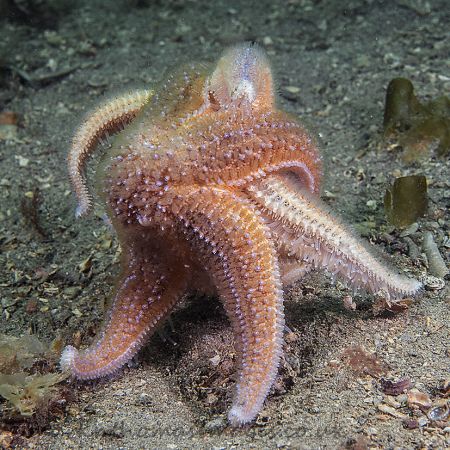 Common starfish embrace