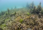 Aughrus reef seaweeds 1