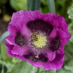 Hoverfly on poppy