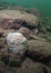 Freshwater sponge