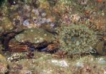 velvet swimming crab & dahlia anemone