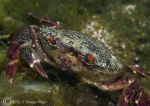 velvet swimming crab