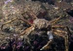 Sea toad - spider crab