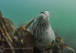 Seal pup 2