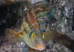 Corkwing wrasse