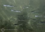 Lesser sand eels