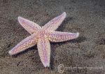 Common starfish