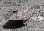 Dragonet