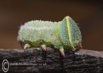 Hawkmoth caterpillar