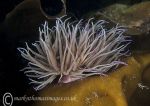 Snakelocks anemone