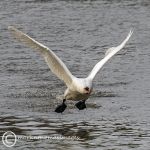 Mute swan take off 3