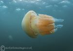 Barrel Jellyfish 5