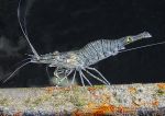 Common prawn