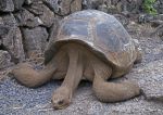 Lonesome George