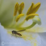 Hoverfly & Lily