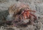 Anemone Hermit crab