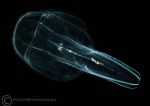 Leucothea multicornis - a comb jelly