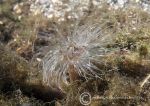 Tube anemone