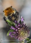 Common carder bee