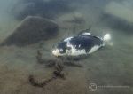 Carp feeding 3