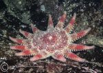 Common sunstar