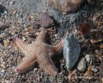 Sand star